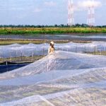 Đồng hành cùng nông dân trong phòng trừ rầy nâu, bệnh vàng lùn, lùn xoắn lá