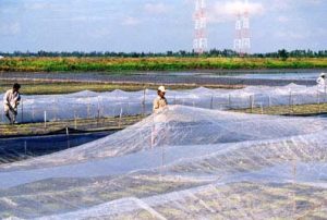 Đồng hành cùng nông dân trong phòng trừ rầy nâu, bệnh vàng lùn, lùn xoắn lá