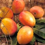 Bảo quản xoài, nhãn