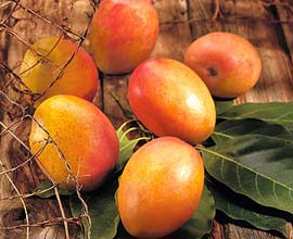 Bảo quản xoài, nhãn