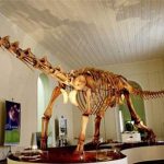 Brazil phát hiện hóa thạch loài khủng long mới