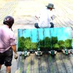 Máy cấy: Tiết kiệm, năng suất cao