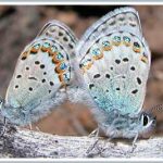 Hai loài bướm biến thành một