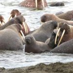 Hàng vạn con hải mã xếp hàng trên bờ biển Alaska
