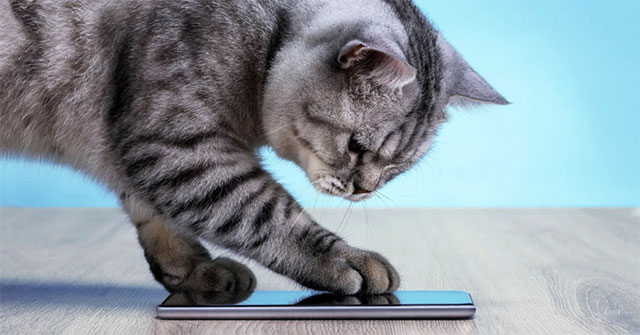 Cựu kỹ sư Amazon phát triển ứng dụng dịch tiếng mèo kêu sang ngôn ngữ con người hiểu được