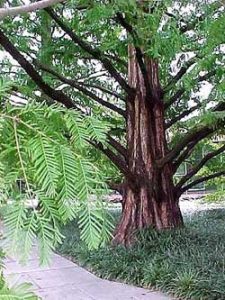 Thủy Sam – Metasequoia glyptostroboides