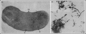 Khuẩn mêtan (Methanobacterium) – Nguồn khí đốt dưới đáy nước