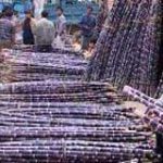 Hoà Bình: Chuyển đổi cây trồng trên đất hạn ở Dân Hoà