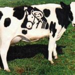 Tại sao sữa bò có màu trắng?