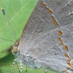 Xác định một loài bướm mới