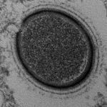 Hồi sinh virus cổ đại 30.000 năm tuổi