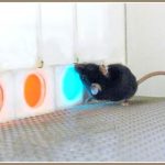 Cấy gene giúp chuột có thị lực như người