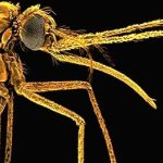 Bản đồ gien muỗi đã được hoàn thiện