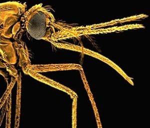 Bản đồ gien muỗi đã được hoàn thiện