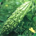 Chữa lở ngứa bằng cây cỏ