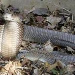 Phát hiện loài rắn độc khổng lồ ở Kenya