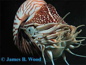 Ốc anh vũ – Nautilus pompilius