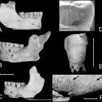 Người Neanderthal từng ăn thịt người chết