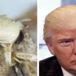 Sinh vật mới được đặt tên theo Donald Trump vì một lý do chẳng ai ngờ tới