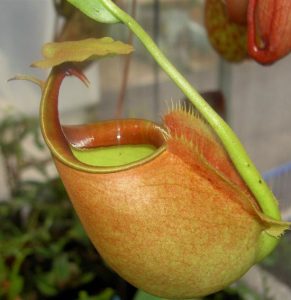Kiến “bảo kê” cho cây ăn thịt