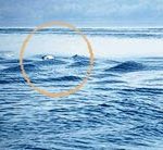 Quái vật Nessie xuất hiện?