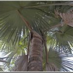 Cọ khổng lồ trên đảo Madagascar