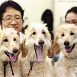 Hàn Quốc tiếp tục nhân bản thành công chó