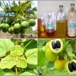 Nhiên liệu sinh học: Cần có cách nhìn toàn diện