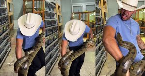 Người đàn ông vẫn bình thản khi bị trăn anaconda liên tục cắn vào cơ thể
