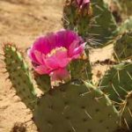 Nhân giống cây xương rồng Nopal