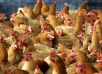 Giải pháp an toàn sinh học cho đàn gia cầm