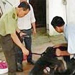 Gắn chíp gấu nuôi: Tình trạng nuôi nhốt gấu giảm rõ rệt