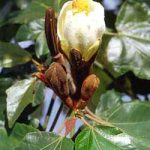 Cây gỗ bấc (Ochroma lagopus) – Cây nhẹ nhất