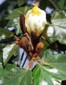 Cây gỗ bấc (Ochroma lagopus) – Cây nhẹ nhất