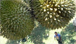 Sầu riêng nhẹ mùi như… chuối