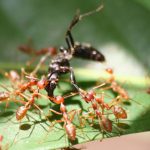 Dùng kiến vàng Oecophylla kiểm soát sâu bệnh