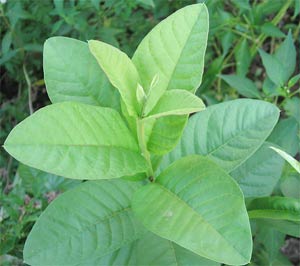 Kỹ thuật nhân giống ổi