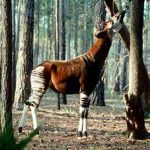 Loài Okapi ẩn hiện