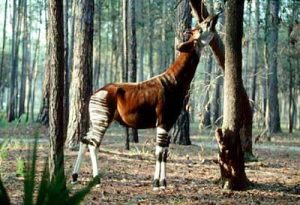 Loài Okapi ẩn hiện
