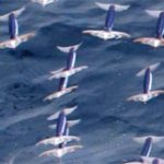 Mục sở thị mực bay Thái Bình Dương