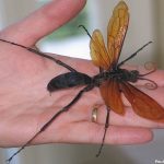 Ong Tarantula Hawk có vết đốt đau như “ngồi trên ghế điện”