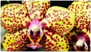 Từng có một vụ nổ “Big Bang” các loài hoa