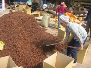 Việt Nam tiếp tục nghiên cứu sản xuất thuốc chống cúm gà