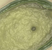 Pandoravirus – liên kết thiếu được phát hiện giữa virus và tế bào