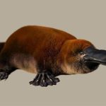 Hóa thạch giống thú mỏ vịt cổ đại có thể lật lại lịch sử?