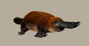 Hóa thạch giống thú mỏ vịt cổ đại có thể lật lại lịch sử?