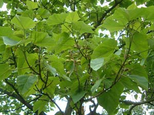 Paulownia – Loài cây cứu rừng