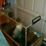 Cánh cụt chạy trên băng chuyền