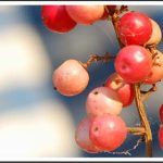Hạt tiêu giữ vai trò chính trong việc phòng ngừa bệnh ung thư