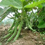 Giải mã bộ gene loài đậu thông dụng nhất Trung Mỹ